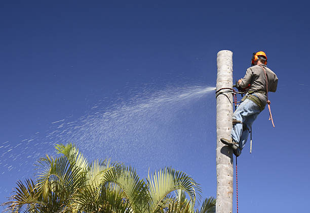 Professional Tree Services in Lyons, WI