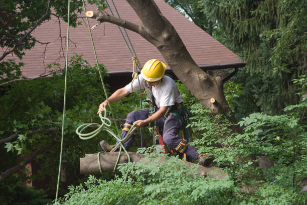 Best Tree Maintenance Programs  in Lyons, WI