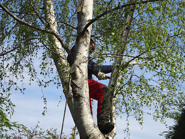 How Our Tree Care Process Works  in  Lyons, WI