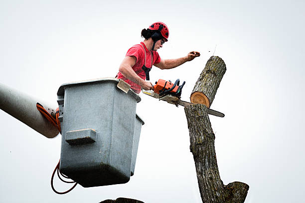 Best Commercial Tree Services  in Lyons, WI