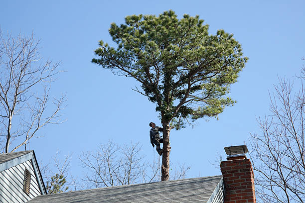 Best Tree and Shrub Care  in Lyons, WI